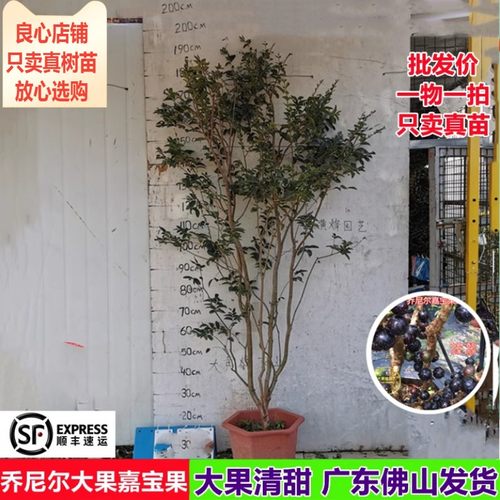 台湾新品乔尼尔大果嘉宝果苗清甜多汁树葡萄南方阳台庭院盆栽树苗