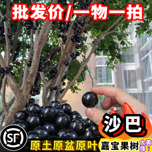 台湾沙巴树葡萄嘉宝果树当年结果