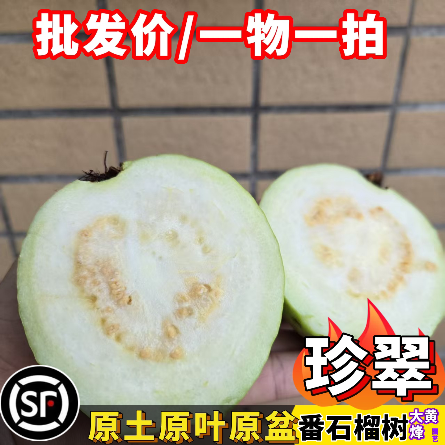 芭乐苗正宗珍翠芭乐爽脆清甜嫁接苗当年结果南方盆栽树苗