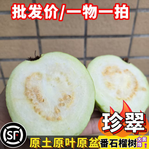 珍翠芭乐嫁接苗当年结果爽脆清甜