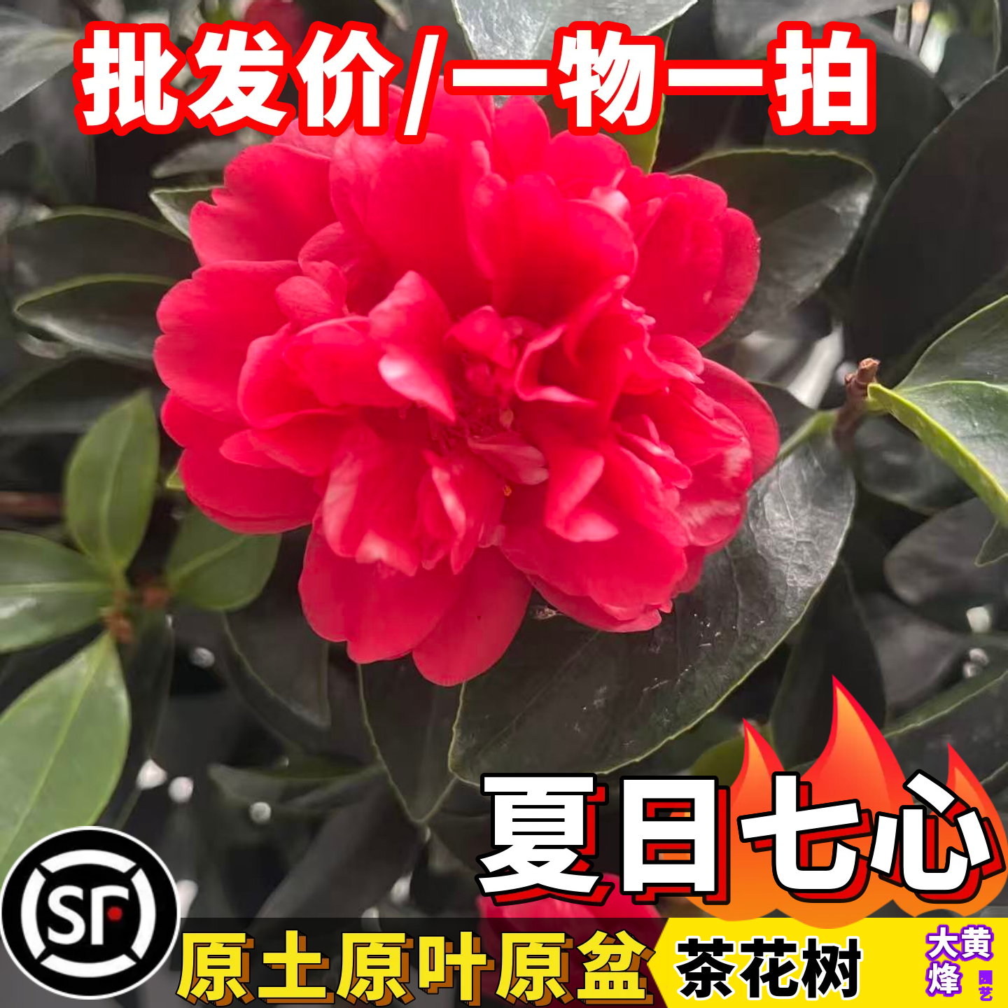 夏日七心红山茶花四季开花茶花阳台庭院盆栽地栽10年老店原叶原土,鲜花速递/花卉仿真/绿植园艺,藤本/攀援植物,淘宝优惠券,粉丝福利购,淘宝优惠卷