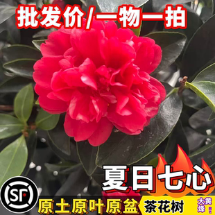 夏日七心红山茶花四季开花茶花阳台庭院盆栽地栽10年老店原叶原土