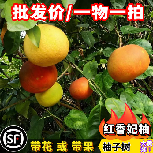 柚子树苗暹罗红柚红香妃红肉柚子沙田柚白肉当年结果南方盆栽果树