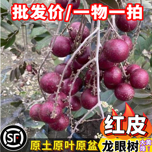 泰国红皮龙眼苗嫁接苗当年结果