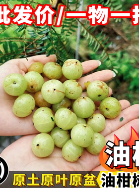 油柑苗热卖正宗油甘子橄榄子甘果嫁接苗阳台庭院盆栽地栽果树苗