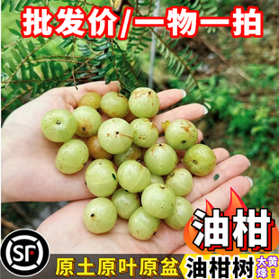 油柑苗热卖正宗油甘子橄榄子甘果嫁接苗阳台庭院盆栽地栽果树苗