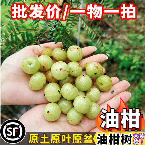 油甘子橄榄子余甘果树苗当年结果