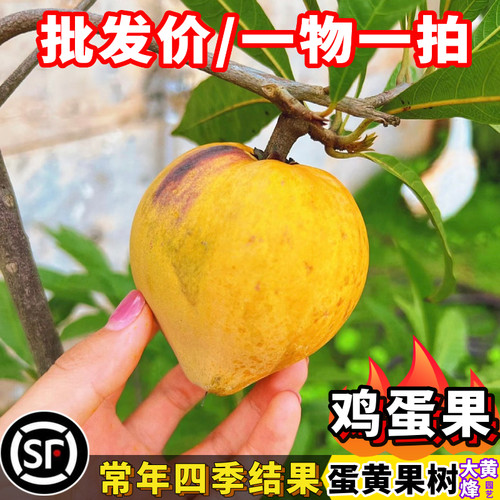 鸡蛋果黄果树苗当年结果盆栽果树