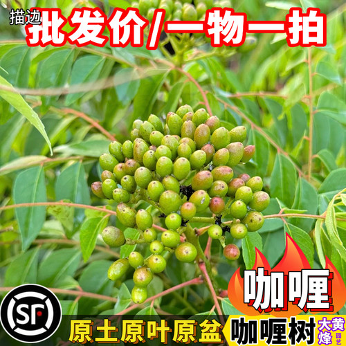 咖喱树苗咖喱叶当年结果南方阳台庭院盆栽地栽大黄蜂园艺一物一拍