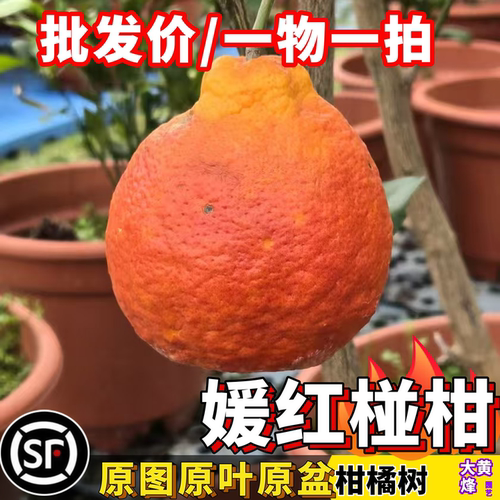媛红椪柑树苗嫁接柑橘苗纯甜好吃有血橙香味柑橘树庭院盆栽果树苗