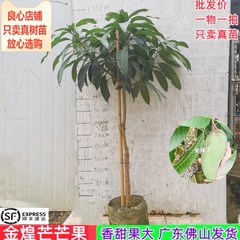 芒果苗正宗金煌芒果四季芒果嫁接苗当年结果南方阳台庭院盆栽树苗