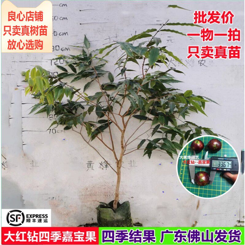 新品台湾大红钻巨红水晶嘉宝葡萄树四季结果南北方阳台果树苗盆栽