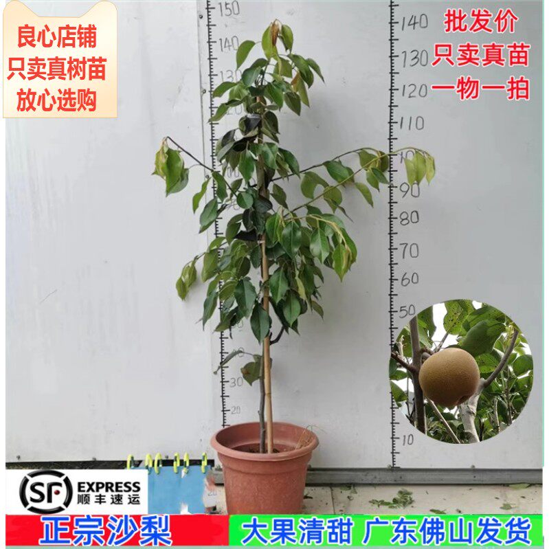 热卖新品沙梨树苗嫁接沙梨梨苗南北方种植原土原叶原盆顺丰发货