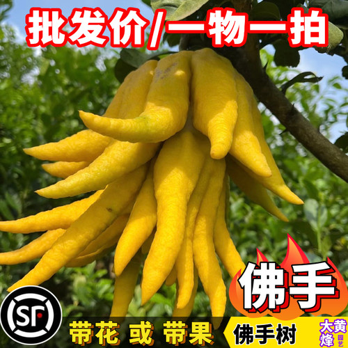 佛手树苗佛手柑蜜罗柑当年结果树