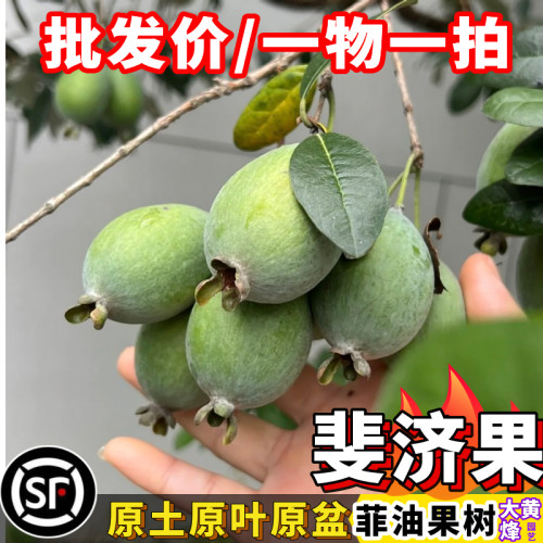大果斐济果菲油果树苗南方盆栽树