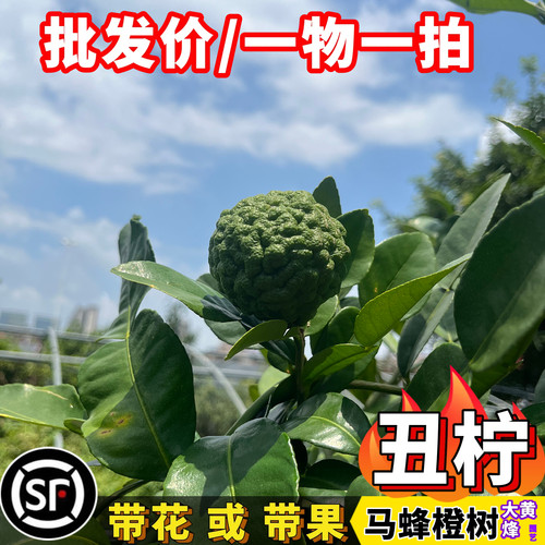 泰国马蜂橙丑柠檬树苗当年结果苗