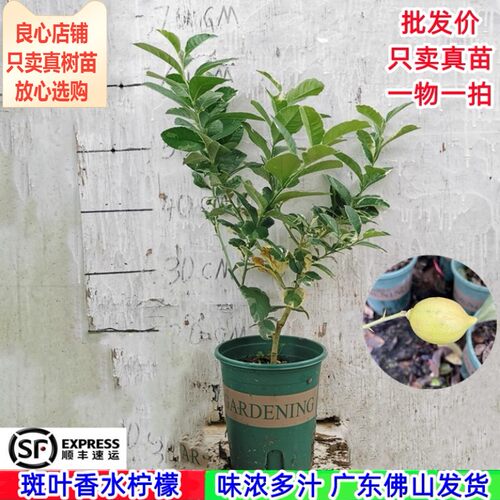 斑叶柠檬粉红柠檬树苗当年结果苗