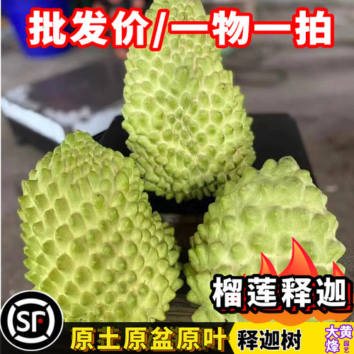 释迦苗绿钻榴莲释迦大目释迦红肉释迦嫁接苗当年结果南方盆栽树苗