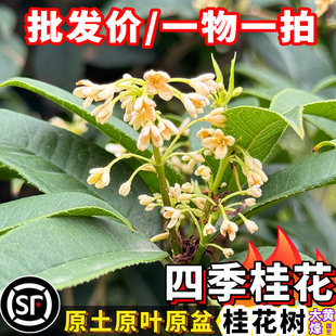 桂花苗热卖 桂花树两百多天花期开花味道清香南方阳台庭院盆栽 四季