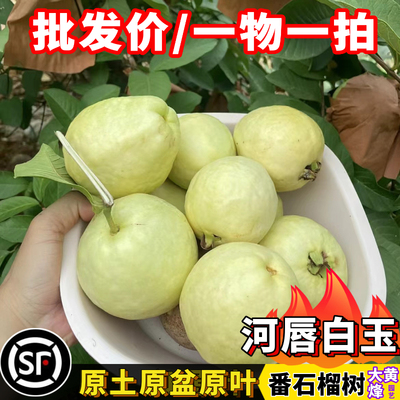 河唇白玉番石榴四季结果香滑可口