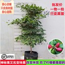 开花结果南方阳台庭院盆栽树苗 神秘果苗新品 台湾神秘果变味果四季