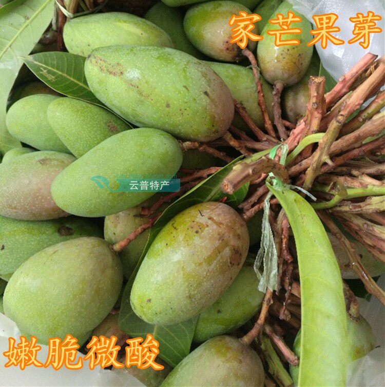 酸脆小芒果芽云南生吃嫩三年小鸡芒新鲜水果酸爽青芒果750克包邮
