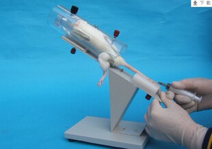 大鼠尾静脉注射固定架/大鼠尾注固定架/大鼠固定器/大白鼠固定架