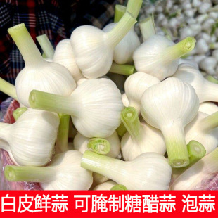 2026年新鲜大蒜头现货鲜蒜湿蒜腌糖蒜山东挖白皮新嫩蒜生鲜蒜青蒜