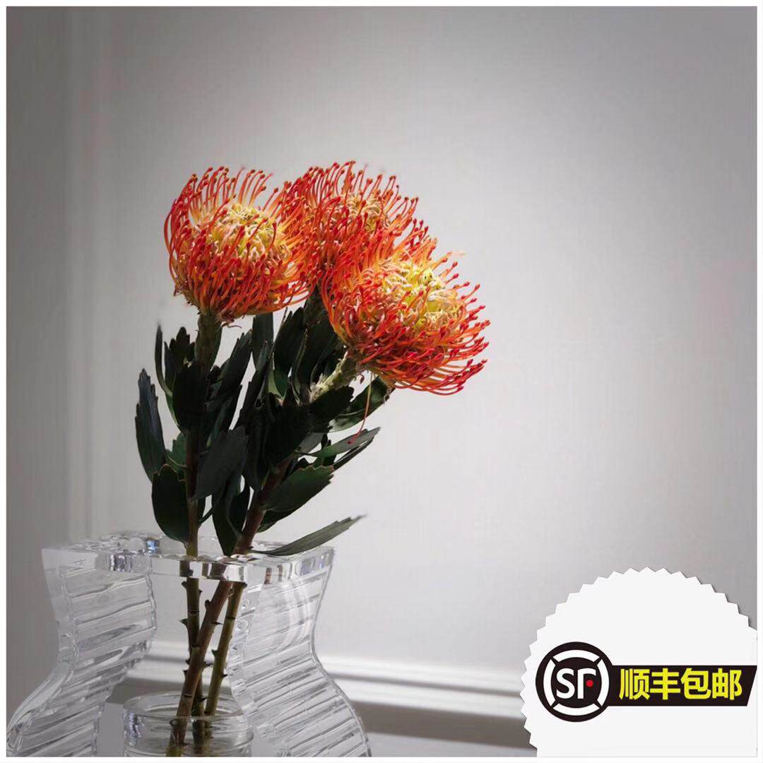 进口南非烟花菊针垫花室内插花装饰花摆设花卉进口花材同城速递