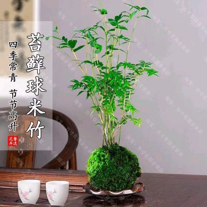 米竹观音竹水培苔藓球凤尾竹精品红观音好养盆景桌面茶几观赏竹子,鲜花速递/花卉仿真/绿植园艺,绿植,淘宝优惠券,粉丝福利购,淘宝优惠卷