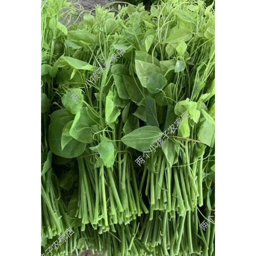 广西野菜辣木苗姑娘菜赤苍藤产地