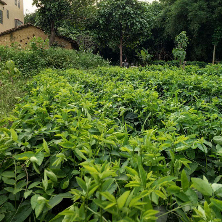拍3件包邮树菜树仔菜新鲜蔬菜青菜天绿香汗潮州汕头野菜现摘现发