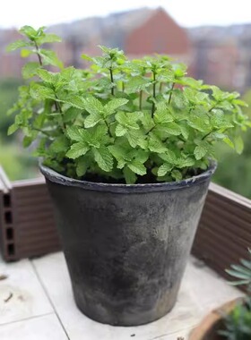 大口径花盆高筒红粗陶瓷多肉植物花器阳台控根盆具手工青苔泥瓦盆