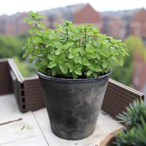 大口径花盆高筒红粗陶瓷多肉植物花器阳台控根盆具手工青苔泥瓦盆