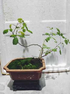 一物一拍黄荆树苗微型小盆景掌中宝盆栽室内阳台好养观叶可食用