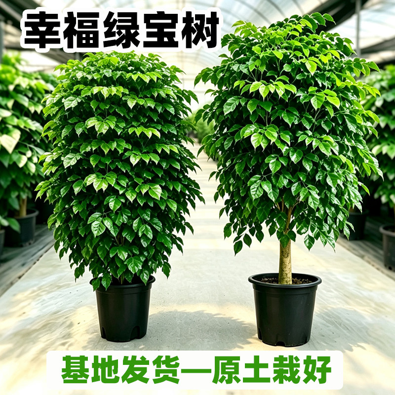 幸福树盆栽盆景绿植常青植物