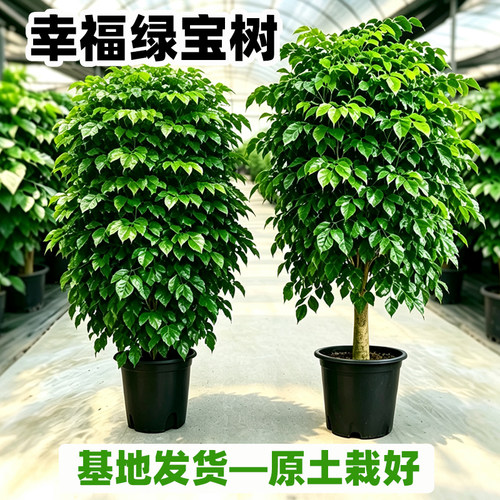 幸福树盆栽盆景绿植常青植物