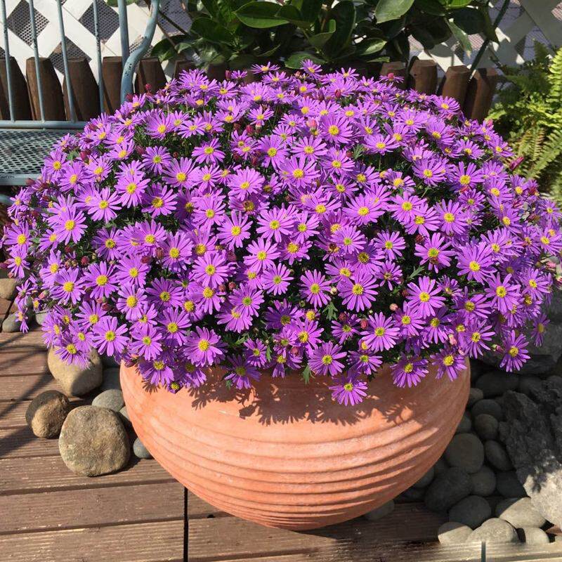 多年生姬小菊花种子苗四季种开花阳台庭院盆栽花坛花镜耐寒花卉籽