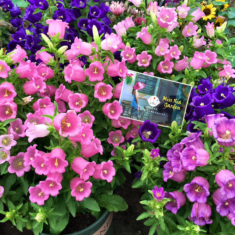 风铃草种子室外庭院花种子铃铛喇叭花盆栽籽苗四季种易活花种籽子