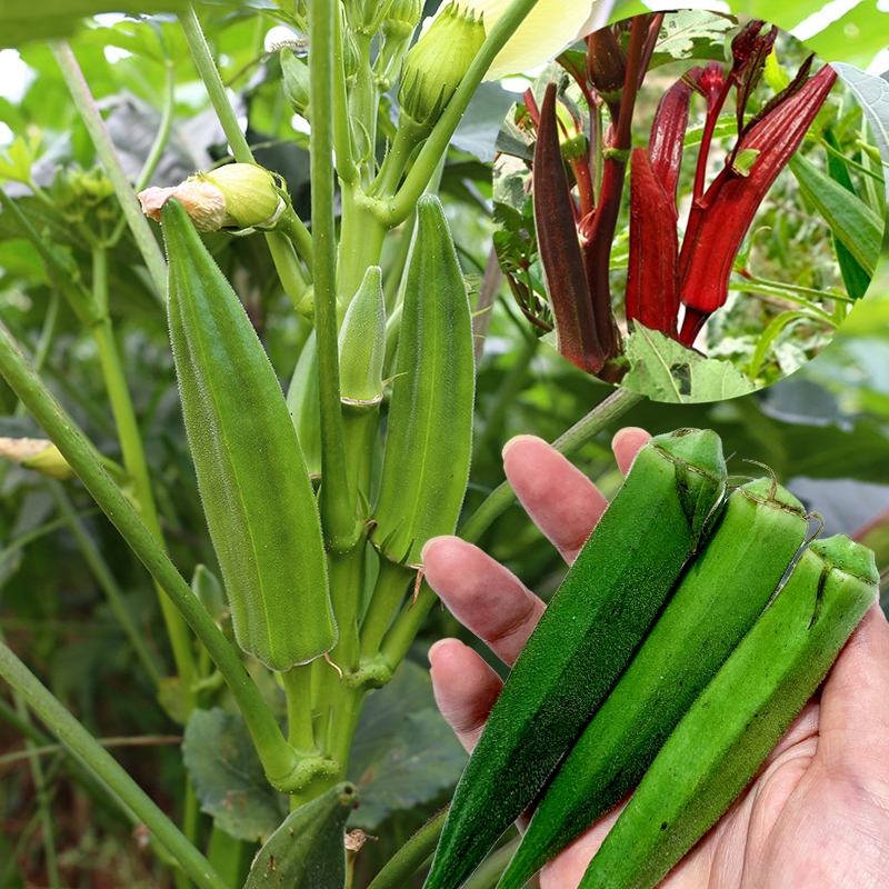 秋葵种孑黄秋葵种籽高产杂交羊角葵种四季红秋葵种子盆栽水果蔬菜