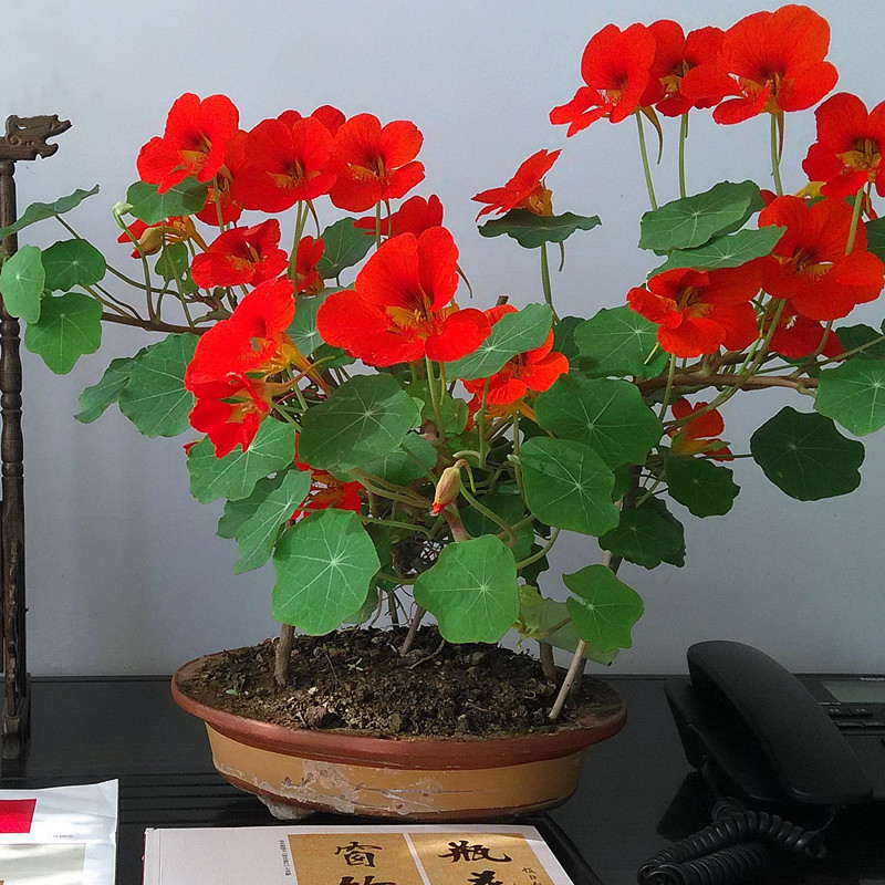 旱金莲种子旱荷花种垂吊爬藤花卉种籽室内阳台盆栽春夏秋播种易活
