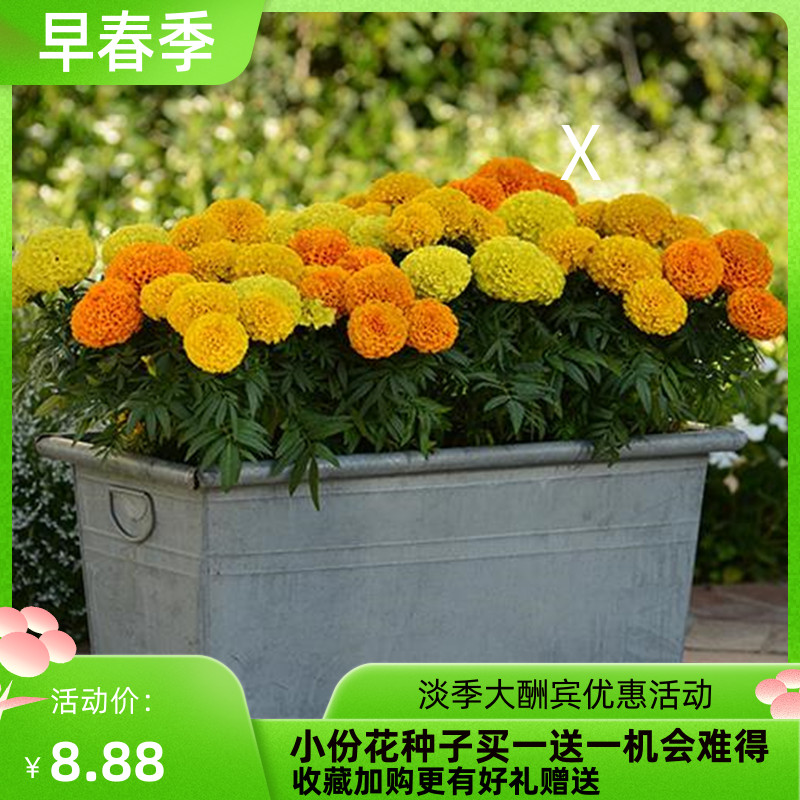 万寿菊种子菊花种子四季易活混色臭芙蓉花种籽子驱蚊盆栽种籽包邮