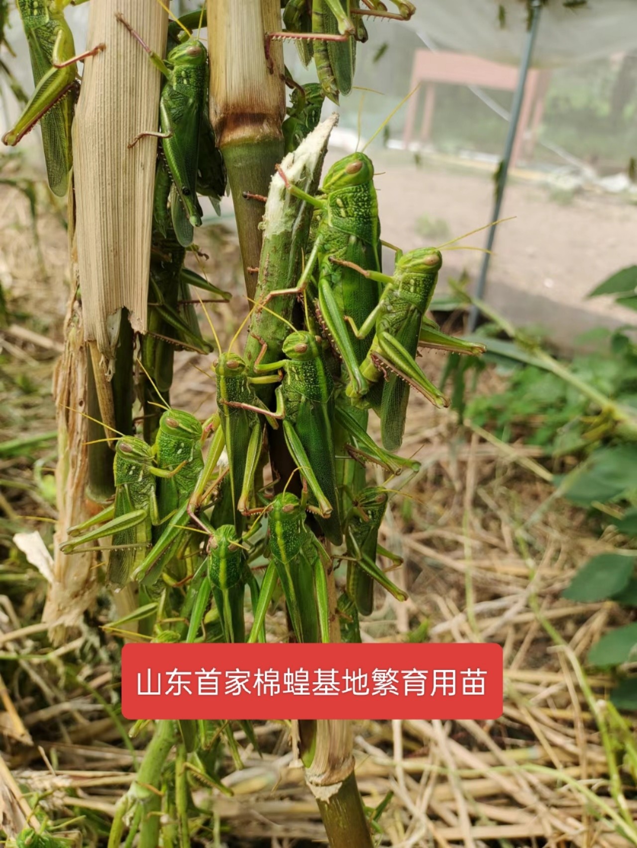【蹬倒山】棉蝗苗子活体,生物教学儿童宠物家庭饲养包活到家