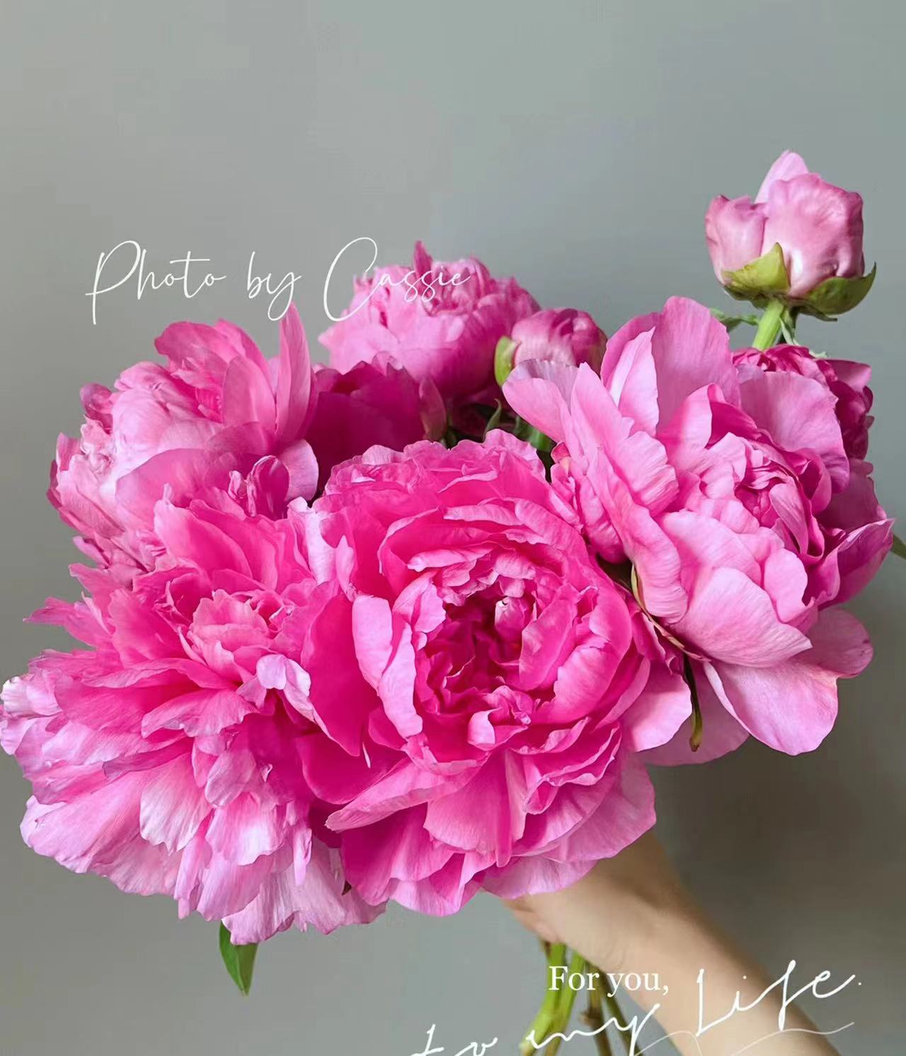 【优选】 精品大富贵重瓣芍药 一单不发货 2单包邮3单空运