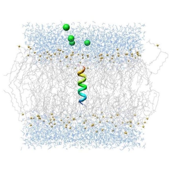 膜蛋白的分子动力学模拟蛋白模型构建分子对接基因家族