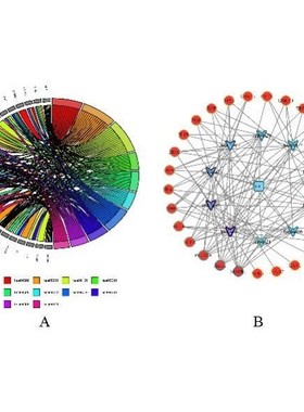 转录组下游分析,差异基因筛选,富集分析,WGCNA,GSVA,PPI等