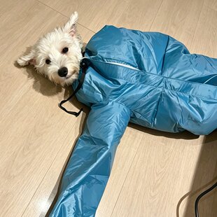 宠物烘干袋猫咪狗狗洗澡神器毛发烘干箱吹水机防毛发乱飞2026新款