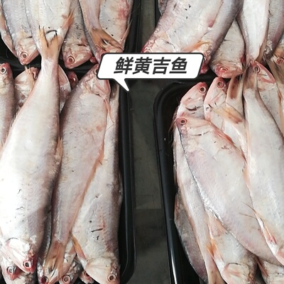 如东洋口港海鲜黄吉子