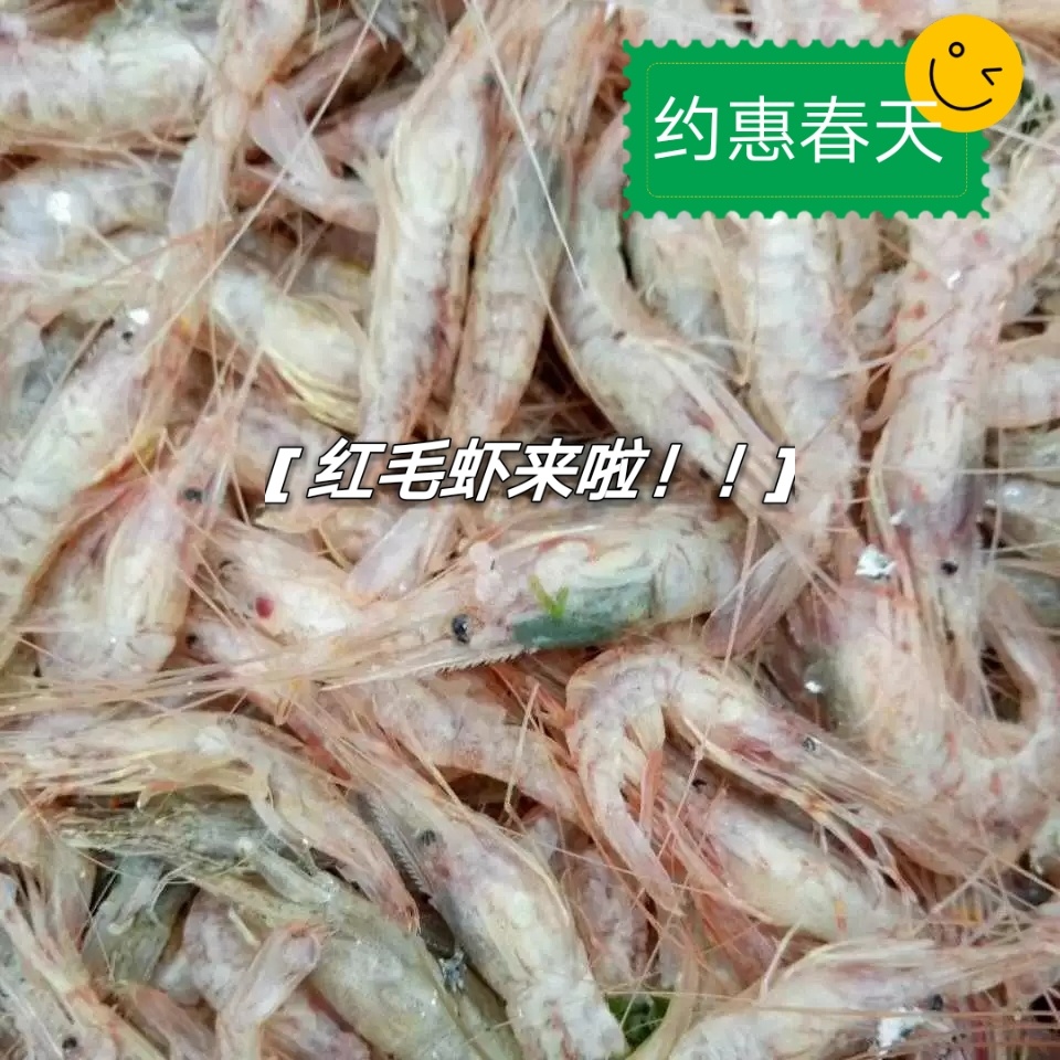 如东洋口港 红毛虾 红虾 红莽子 红芒子 炝虾 醉虾