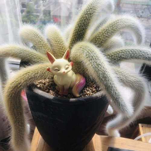 九尾狐多肉长软毛正版白仙狐开花垂吊室内阳台绿植盆栽办公室植物